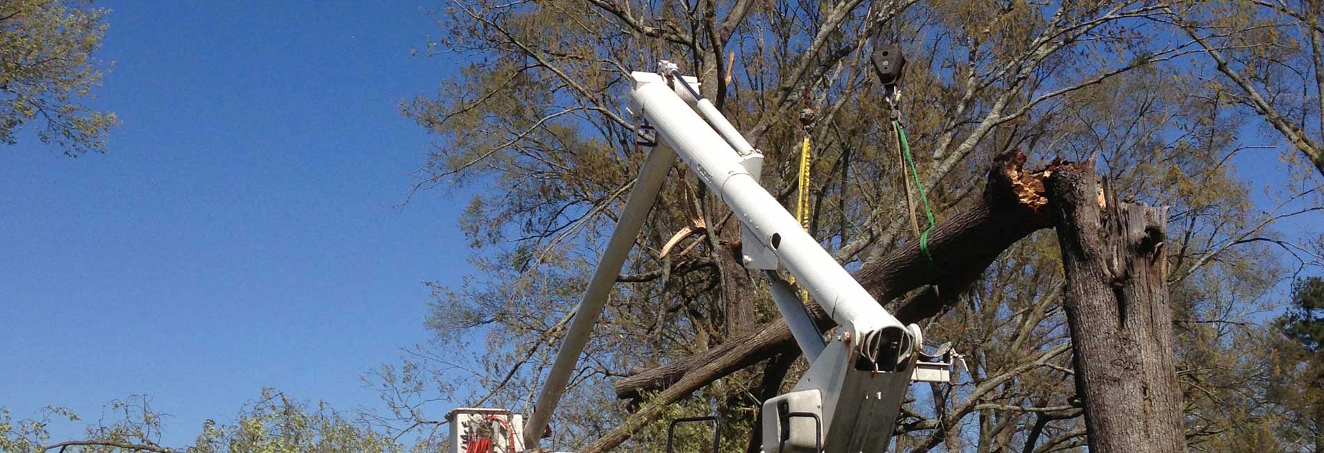 Snapped Tree