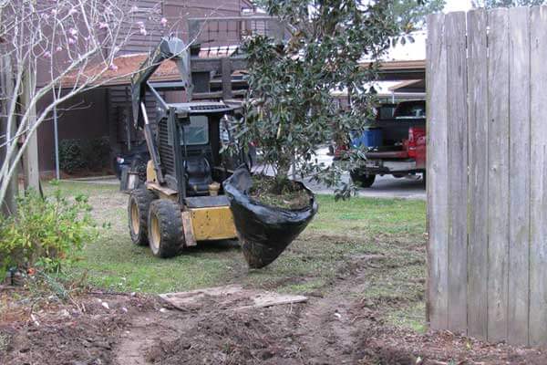 Tree Planting