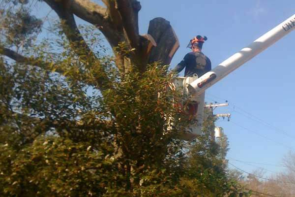 Tree Trimming