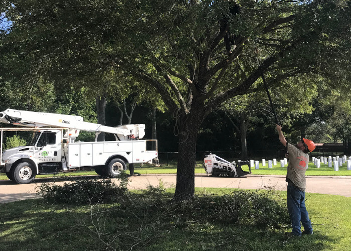 tree trimming, tree maintenance, tree service, baton rouge tree service, Louisiana tree service, tree cutting, tree limb removal, stump grinding, tree removal