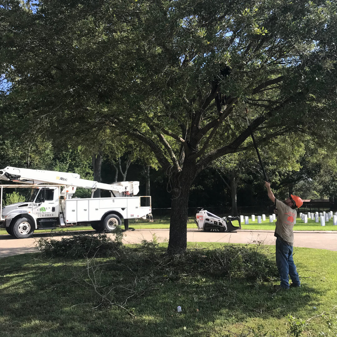 tree trimming, tree maintenance, tree service, baton rouge tree service, Louisiana tree service, tree cutting, tree limb removal, tree removal, stump grinding