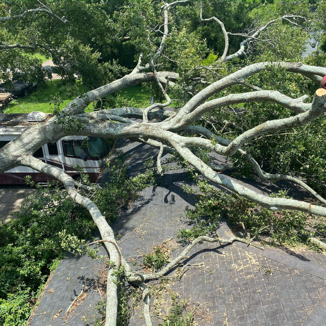 tree trimming, tree maintenance, tree service, baton rouge tree service, Louisiana tree service, tree cutting, tree limb removal, tree removal, stump grinding