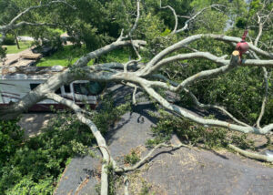 tree trimming, tree maintenance, tree service, baton rouge tree service, Louisiana tree service, tree cutting, tree limb removal, stump grinding, tree removal